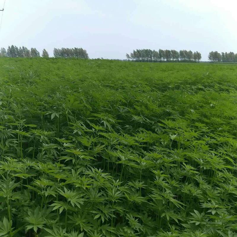 黑龙江将工业大麻纳入《全省农业和农产品加工项目招商工作方案》